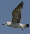Larus armenicus